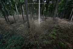 群生