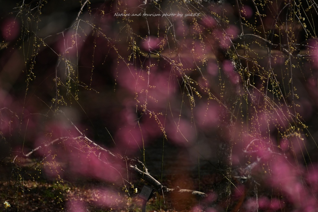 開花