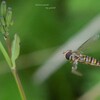 春の野草