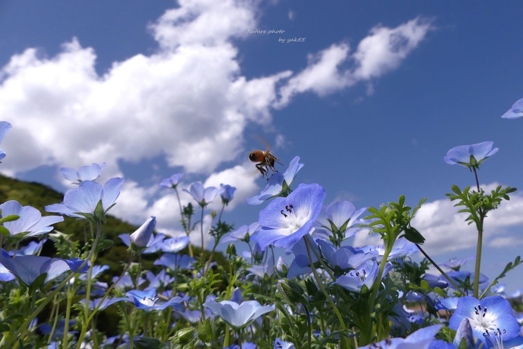 さわやかな日Ⅱ