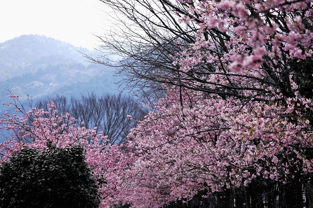 春全開（河津桜）
