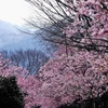 春全開（河津桜）
