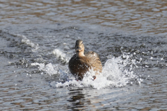 Splash