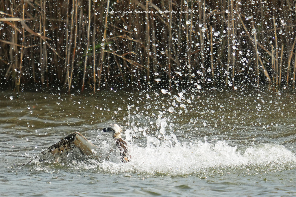 Splash