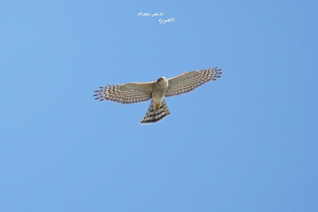 秋空に（ハイタカ）