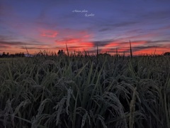 ８月２日 夕刻（ウォーキングにて）