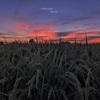 ８月２日 夕刻（ウォーキングにて）