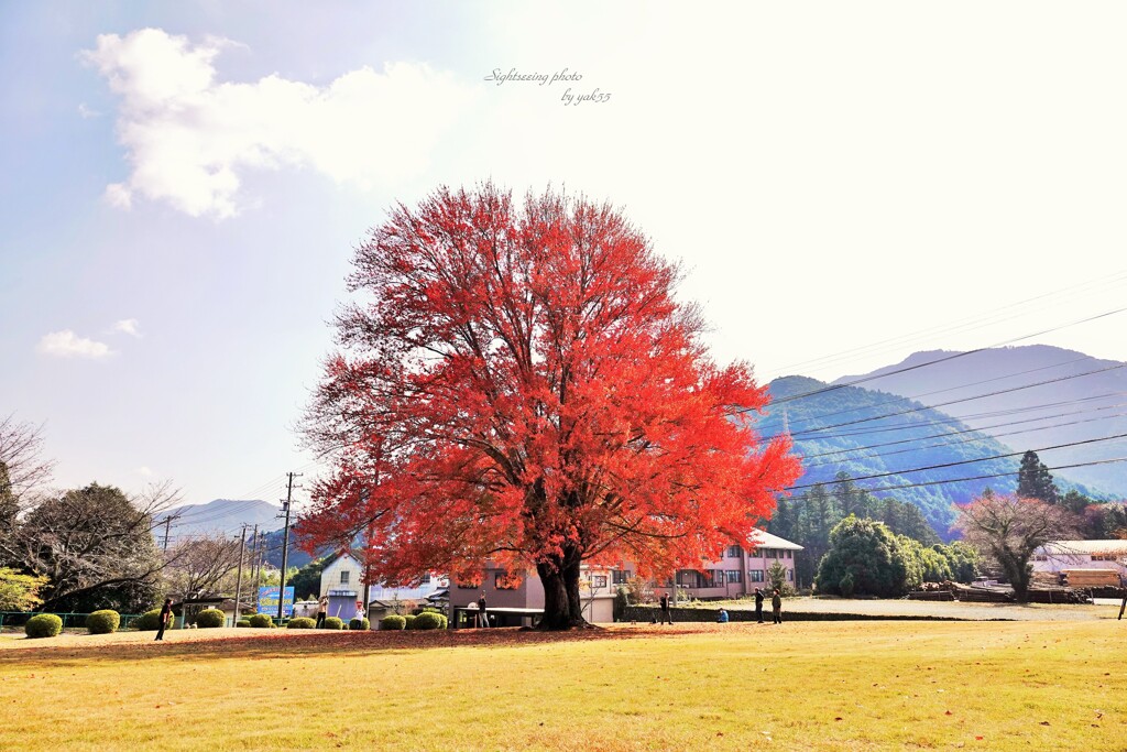 11.16 巨木ハナノキ 紅葉