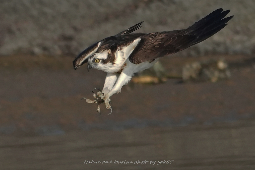 師走のハイスピード