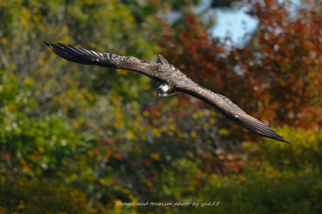 紅葉ロックオン