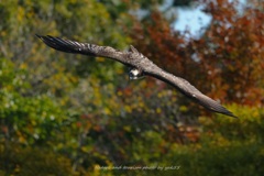 紅葉ロックオン