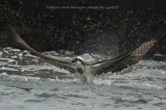 スプラッシャー