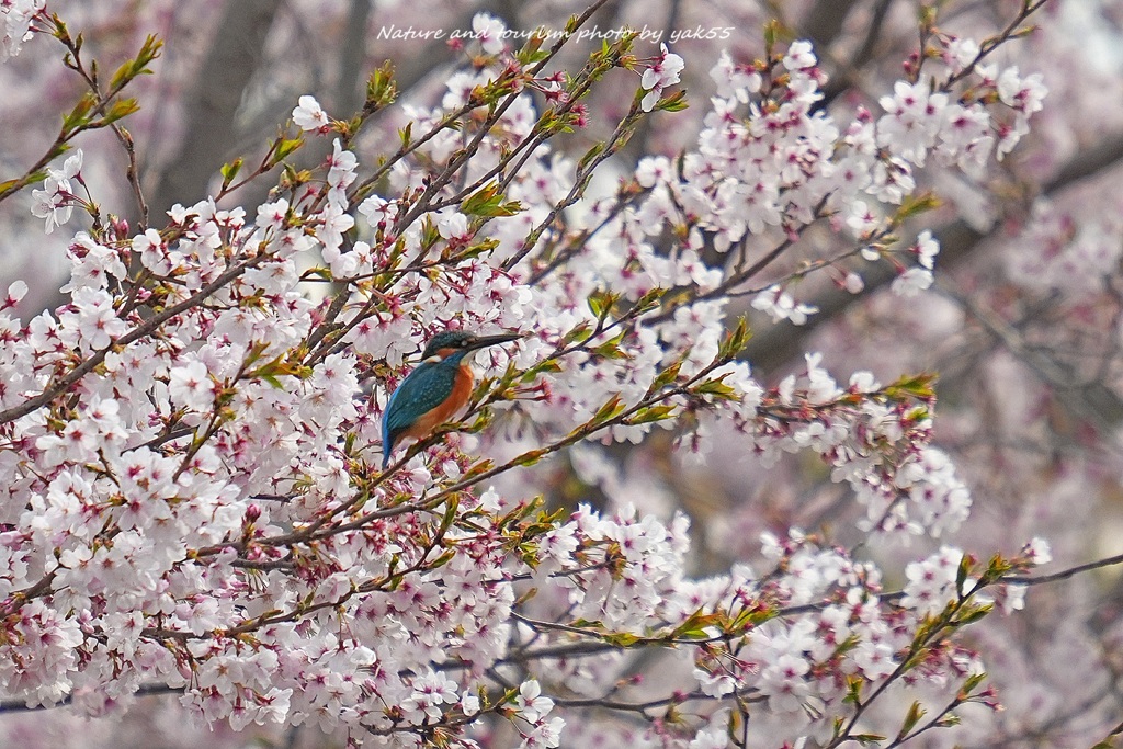 春の中に・・