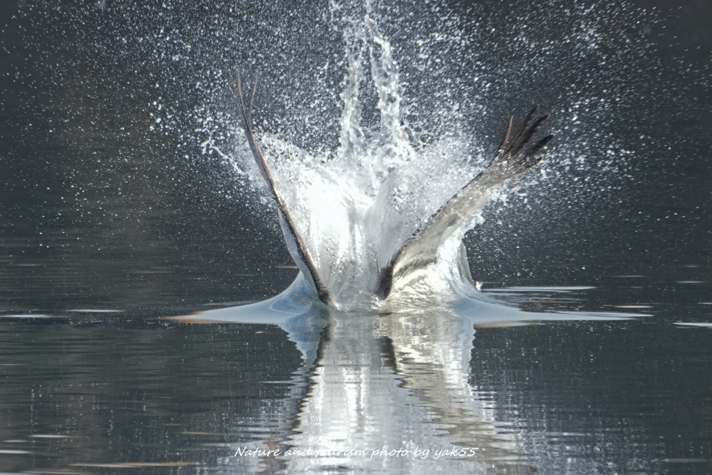 ウルトラスプラッシユ