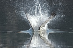 ウルトラスプラッシユ