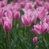 Spring color