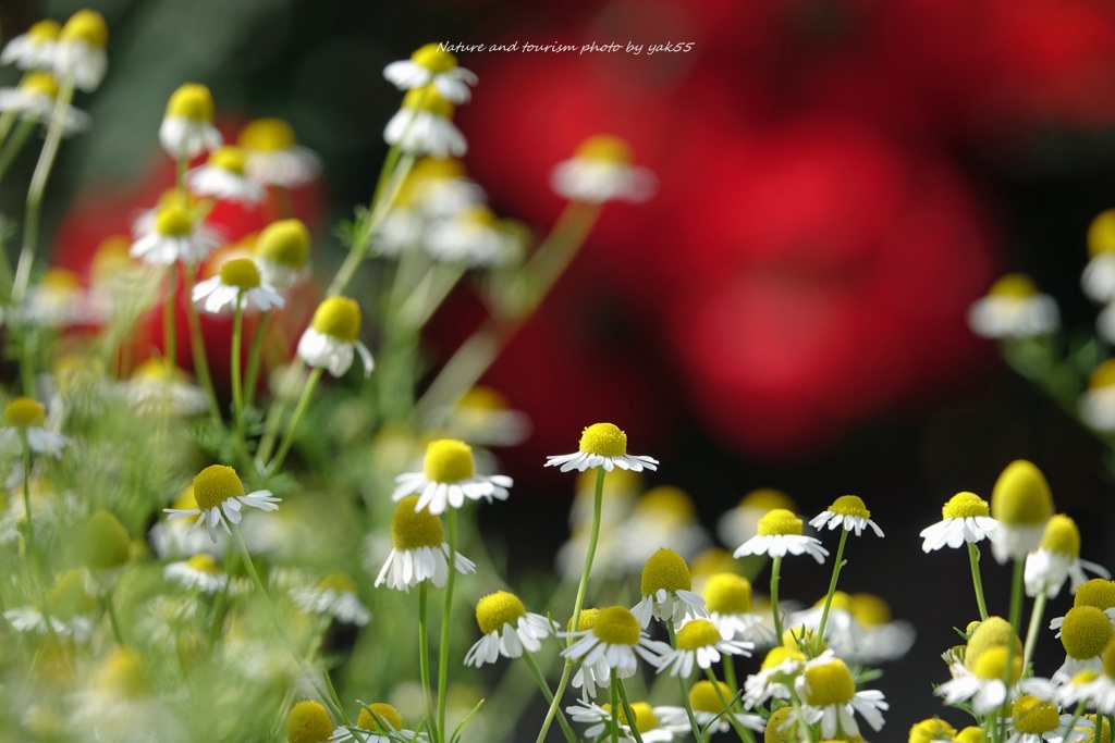 ５月のお花畑