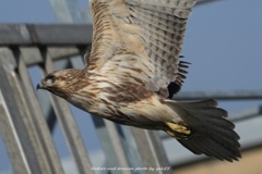 ノスリさんのお通りⅡ