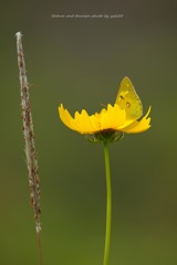 Yellow and Yellow