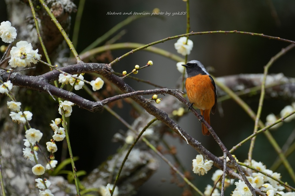 ウメビタキ