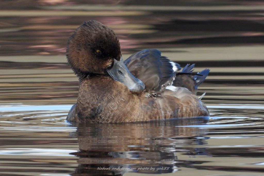 キンクロさんも年の瀬