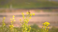 春先取りのモズさん