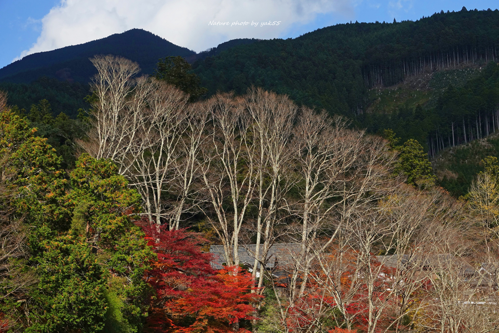 晩秋里山