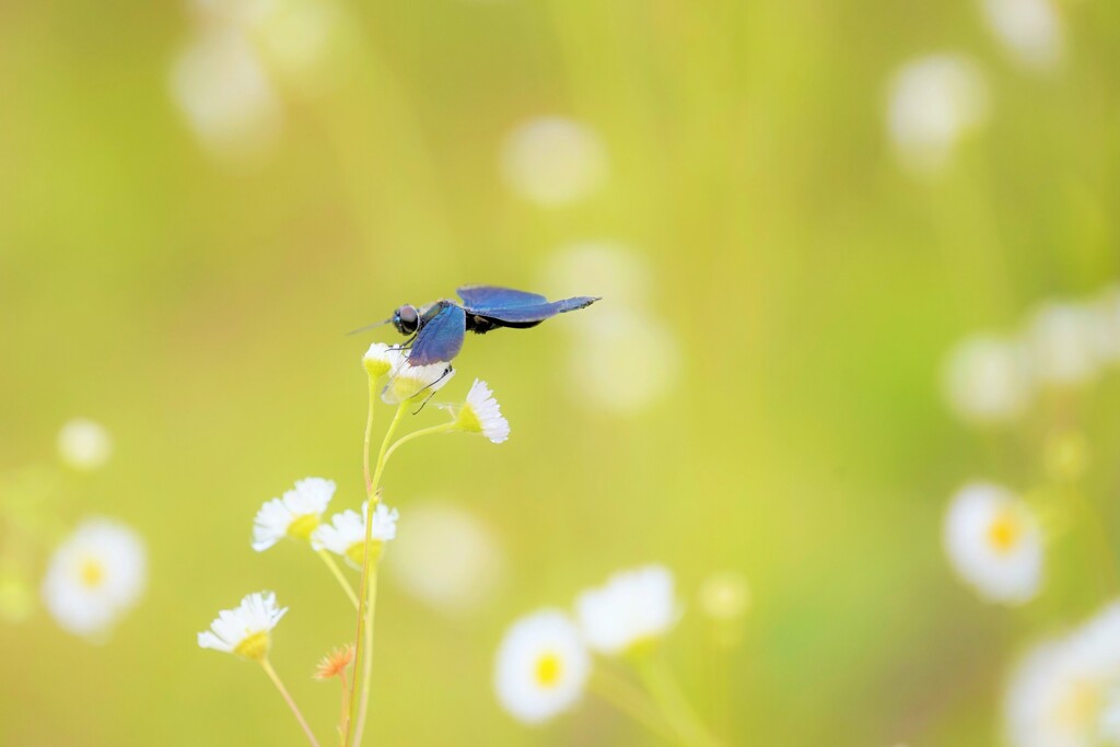 野花（チョウトンボ）