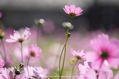 秋ラララ~ 秋ラララ~