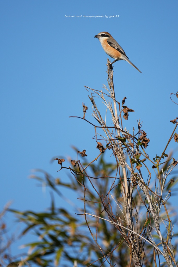 モズちゃんも師走