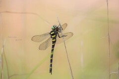 夏の終わり（オニヤンマ）