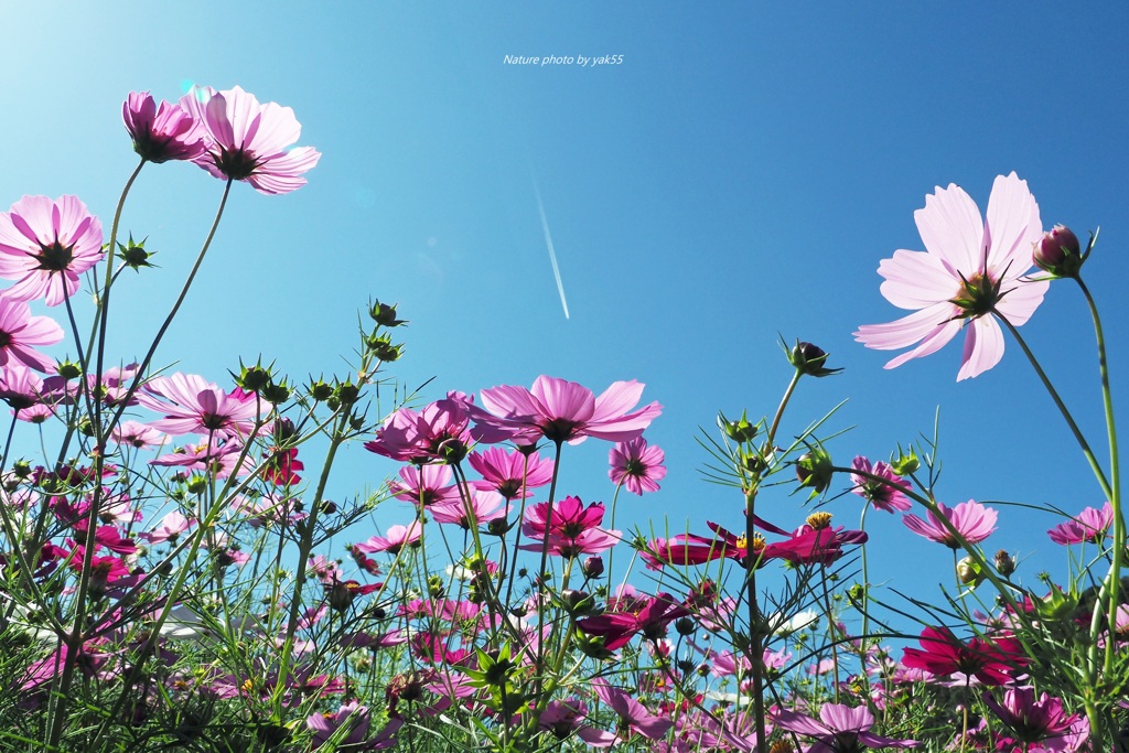秋の空