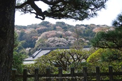 春の名所