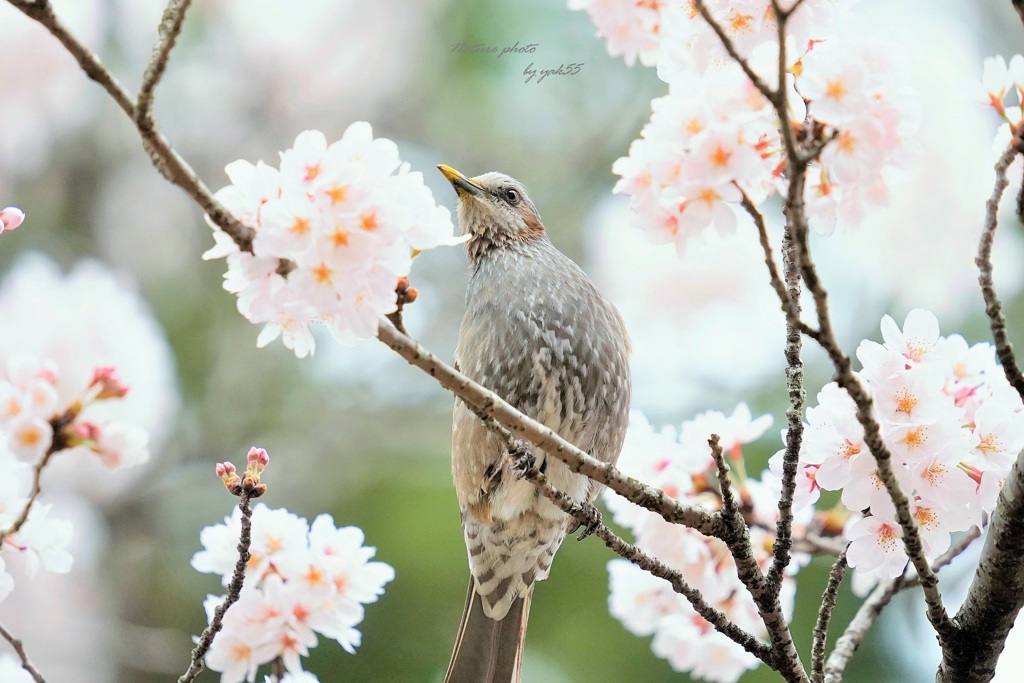 春ヒヨ（ヒヨドリ）