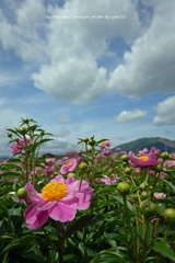 初夏Ⅱ