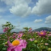 初夏Ⅱ