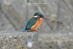 3000㎜でカワセミさん