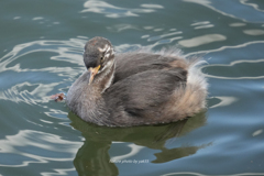 秋の幼鳥