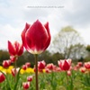 主役の花