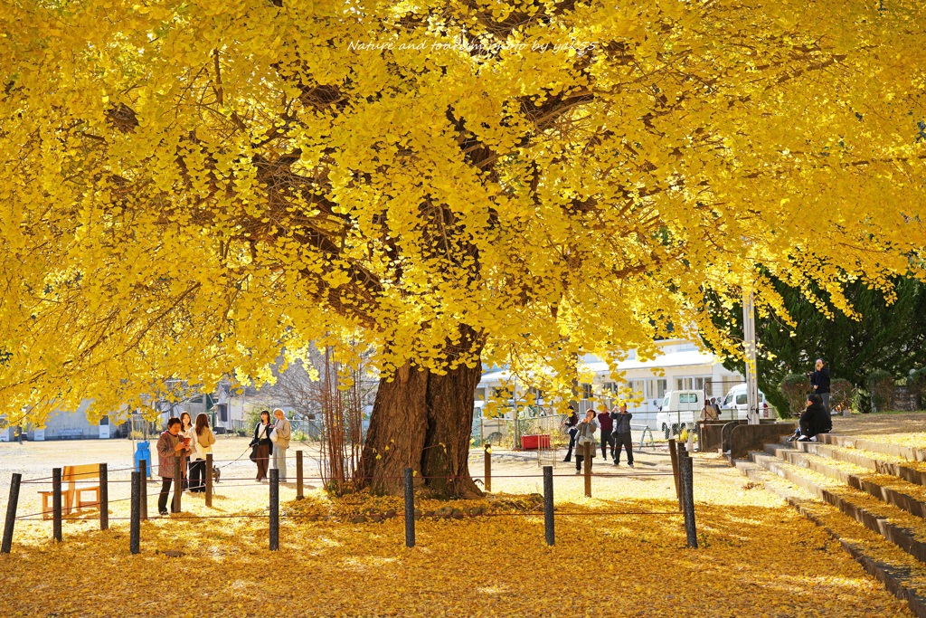 晩秋の大イチョウ