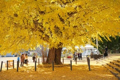 晩秋の大イチョウ