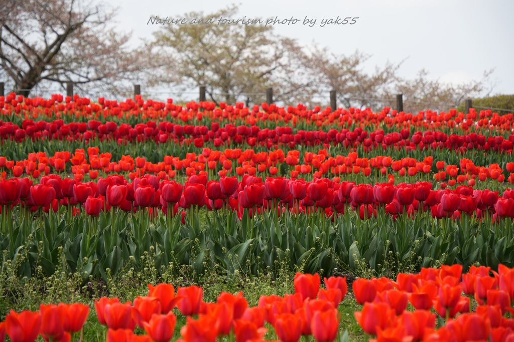Spring gradation