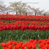 Spring gradation