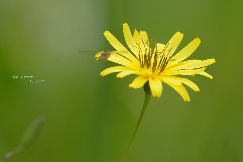 spring YellowⅡ