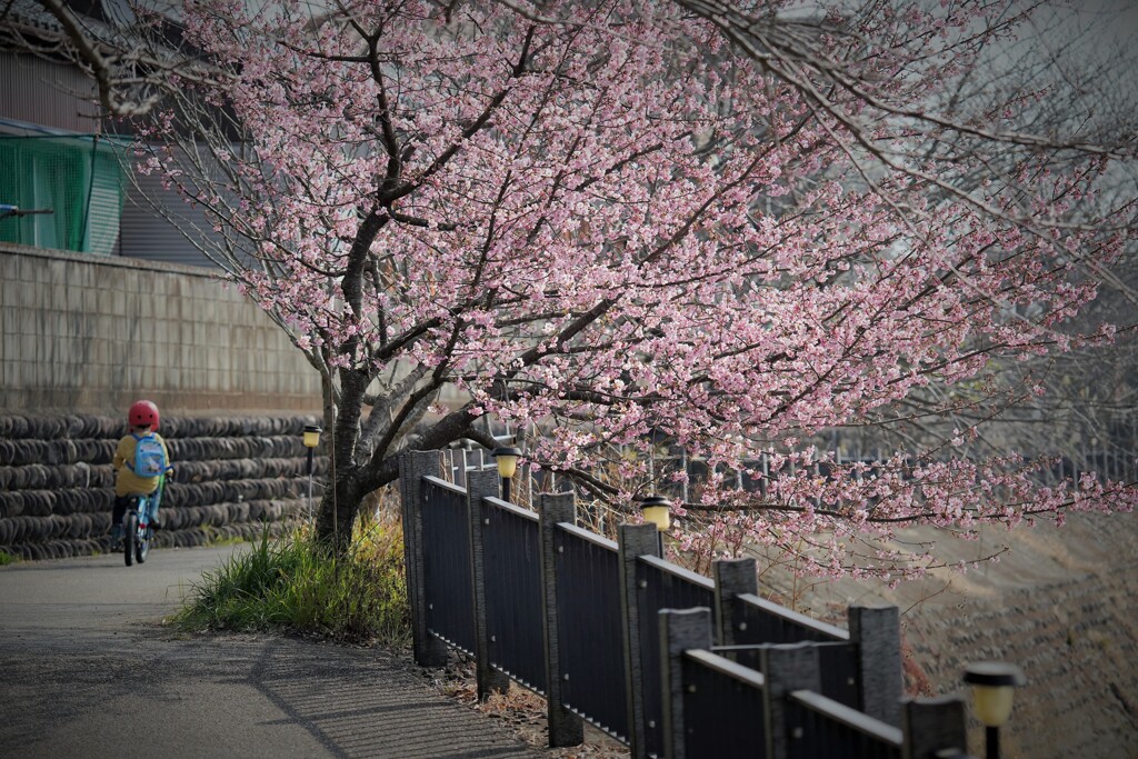 春～～（河津桜）