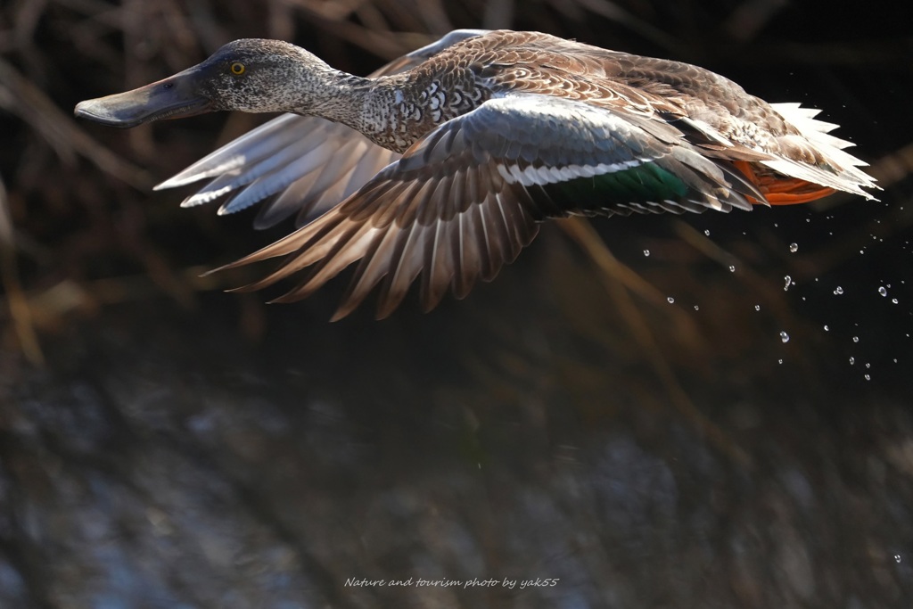 ハシビロさん飛び出す