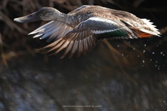 ハシビロさん飛び出す