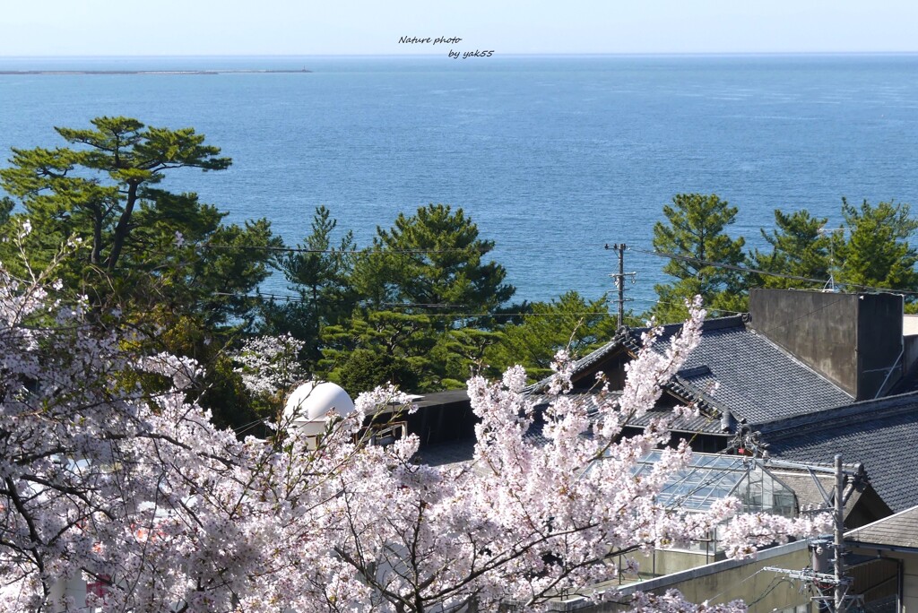 海岸線の春