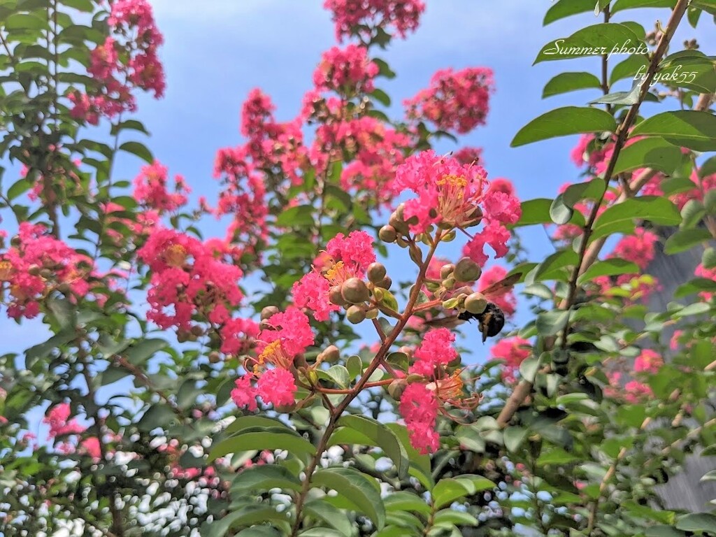 夏真っ盛り（自宅・サルスベリ）