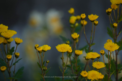 年の瀬・自宅花壇